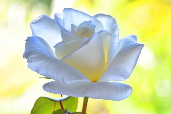 Белые цветы