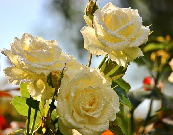 Розы в солнечных лучах