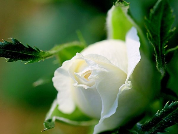 Бутон белой розы