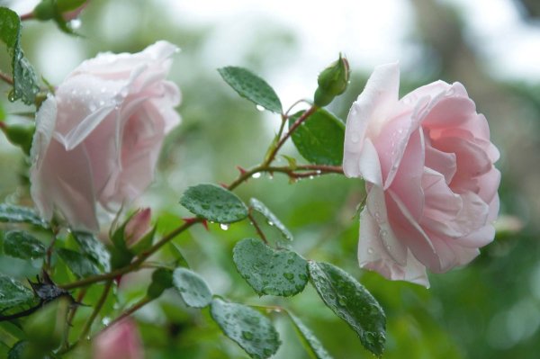 Розы в саду после дождя