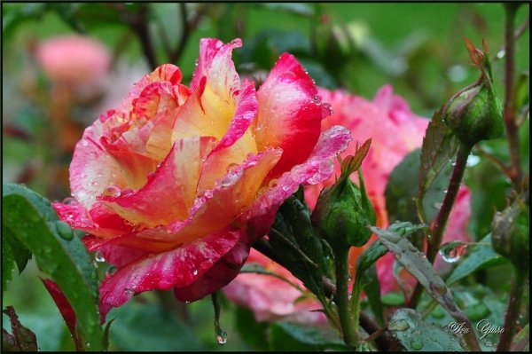 Розы после дождя