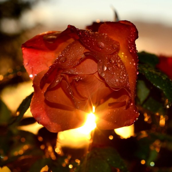Роза в лучах солнца
