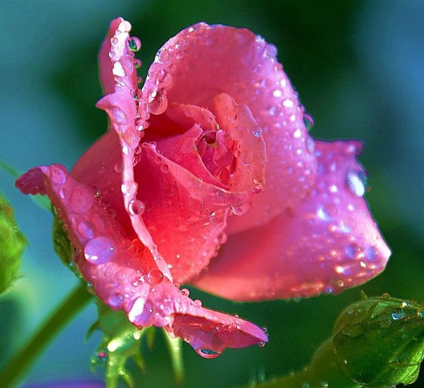 Нежные розы с капельками