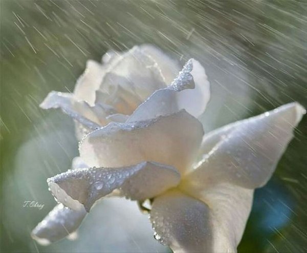 Белые розы под дождем