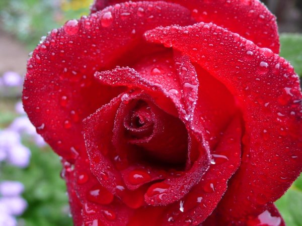 Красная роза с росой