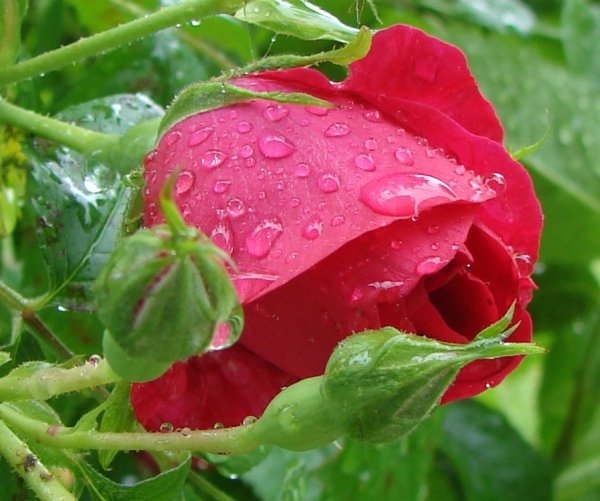 Роза с каплями росы