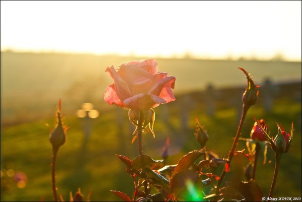 Розочка в лучах солнца