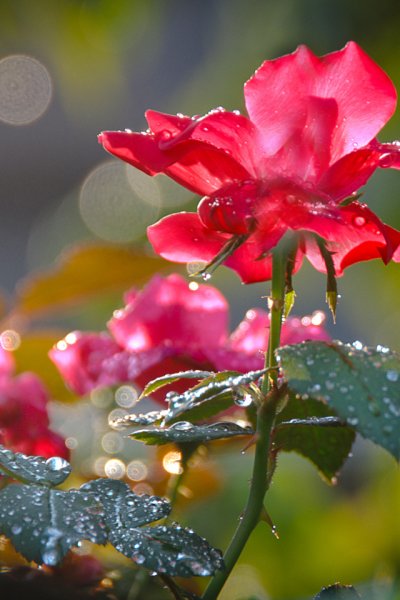 Роса на цветах