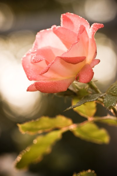 Розовая роза на солнце