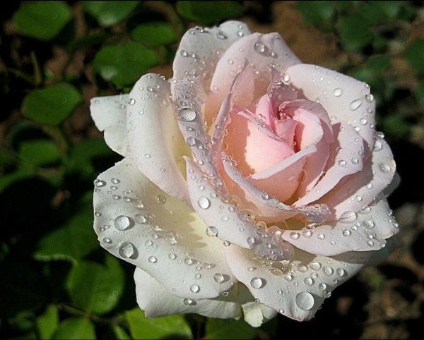 Белые розы в росе