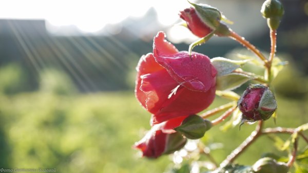 Роза под лучами солнца