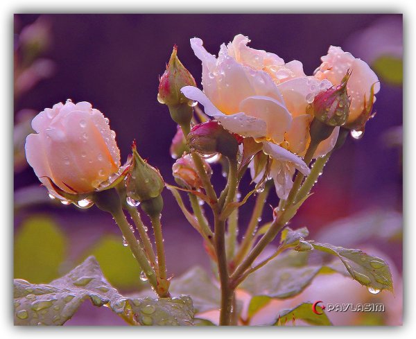 Роза в росе