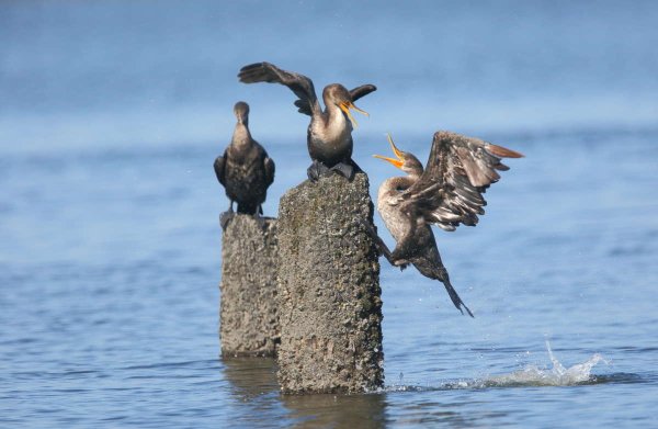 Борьба за место под солнцем