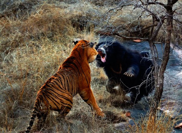 Гиены против бородавочника