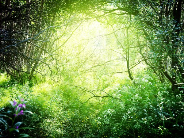 Zelda Ocarina of time обой