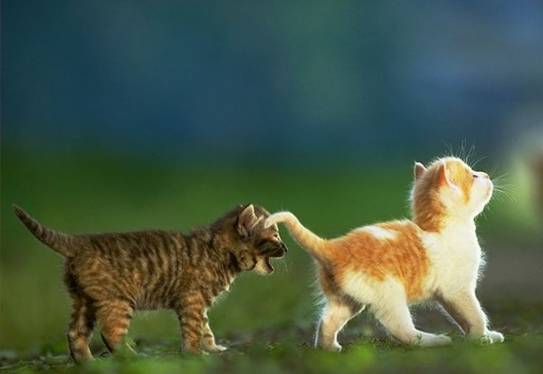 Солнышко встает