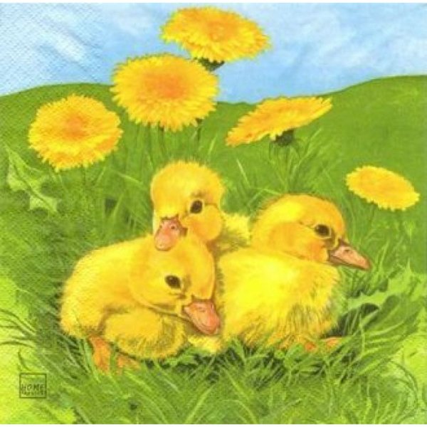 Драчуны цыплята