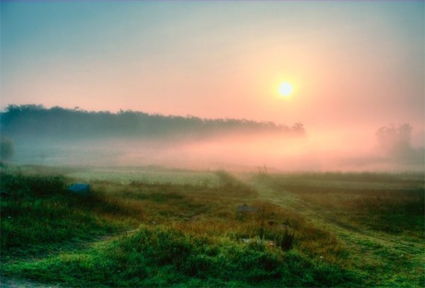 Цветы на фоне солнца
