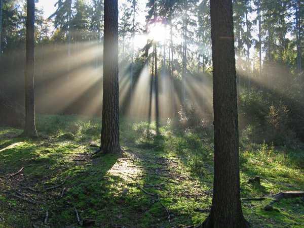 Тень природа