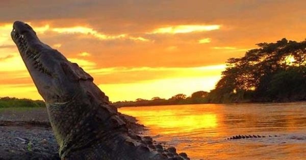 Тамариндо, Коста-Рика крокодилы