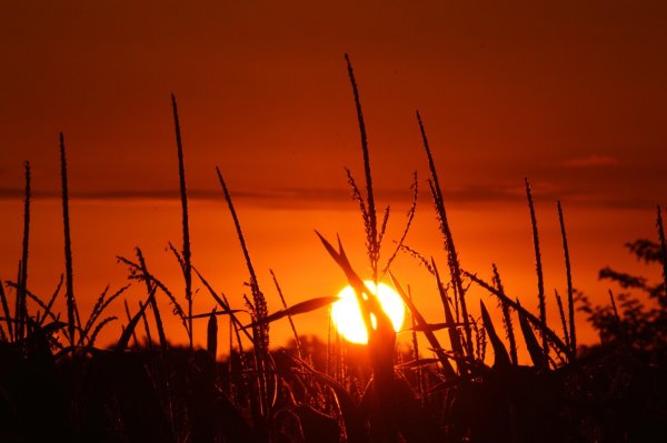 Красивый закат над полем