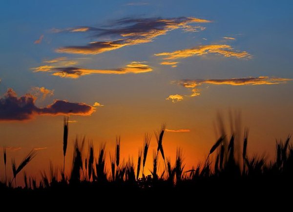 Закат над полем Эстетика