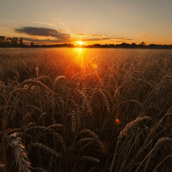 Русское поле