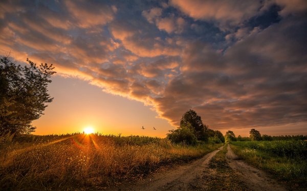 Рассвет в поле