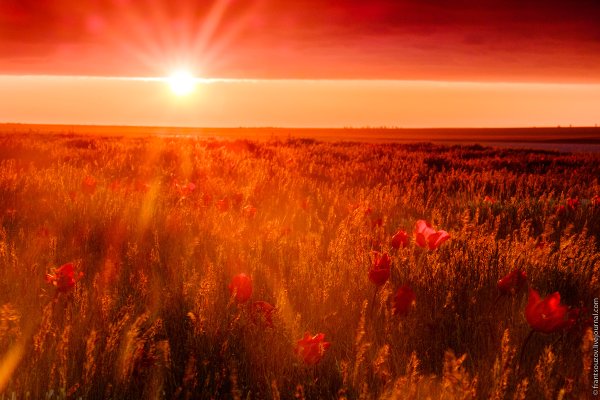 Солнечные лучи в поле