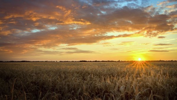 Поля Оренбуржья