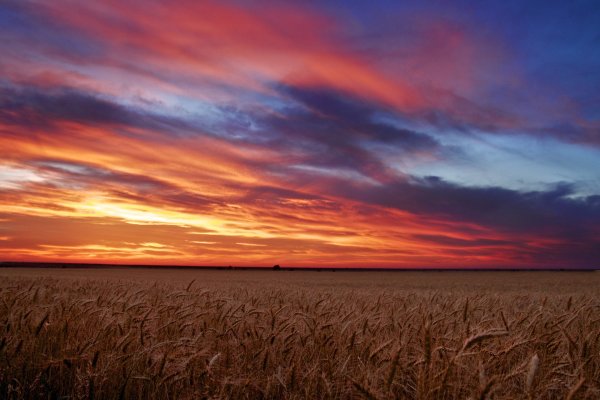 Вечернее поле