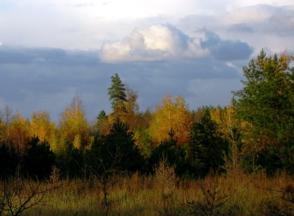 Пушкин уж небо осенью дышало а4