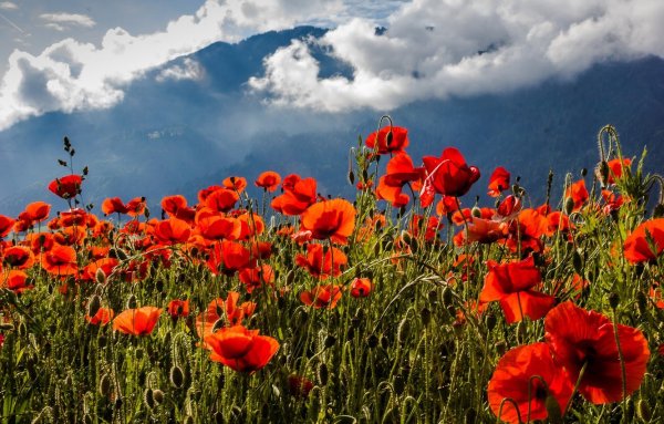 Тянь Шань Киргизия маки