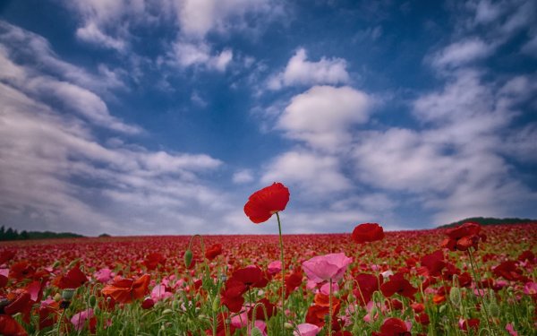 Поле цветы небо