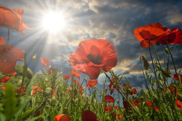 Поле цветы солнце