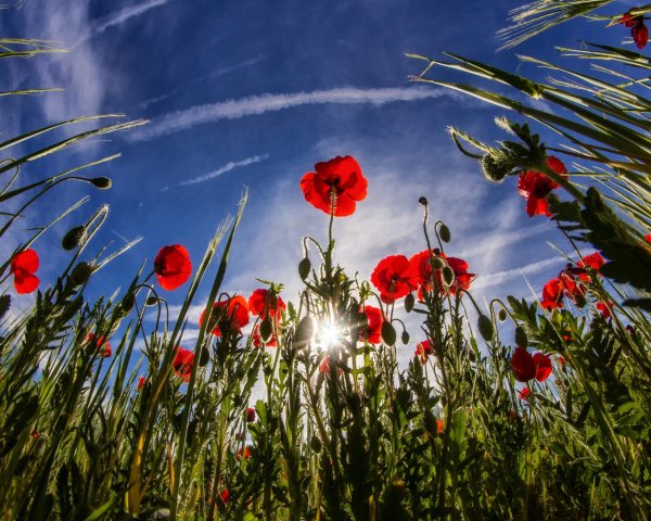 Красивое Маковое поле