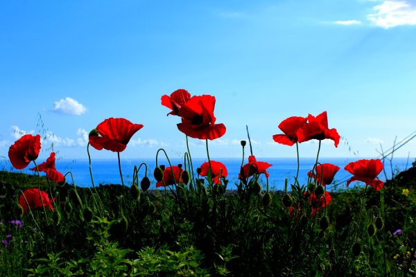 Мак на фоне неба