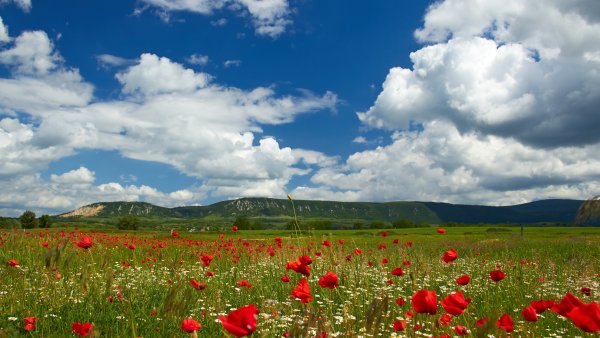 Маковое поле