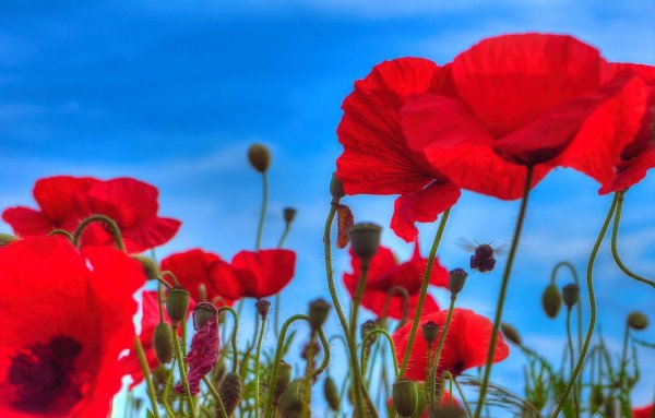 Красные маки