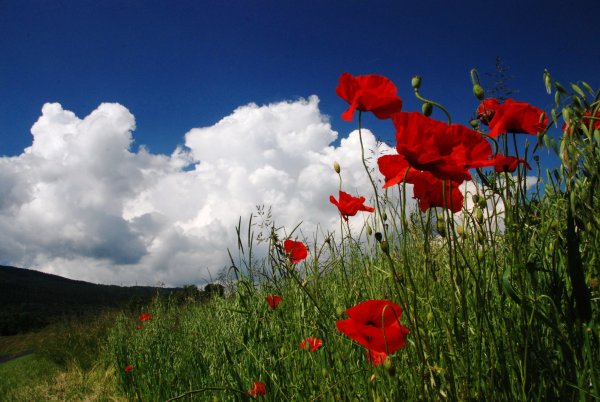 Луг с маками