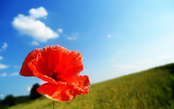 Кристин Эллджер (Christine Ellger)