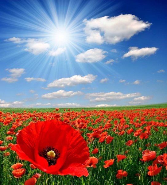 Хинери маки