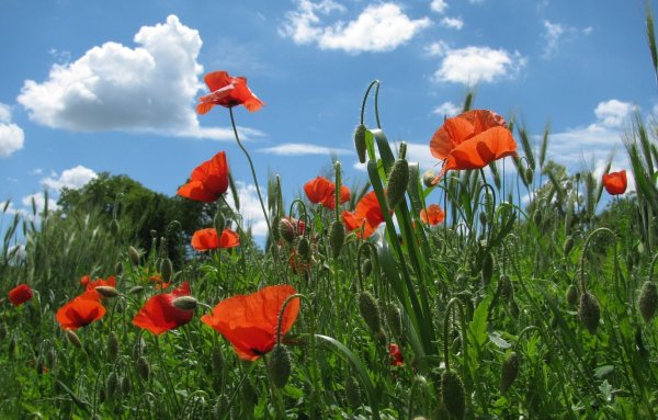 Цветы маки поле