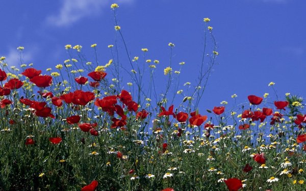 Калмыкия маковые поля