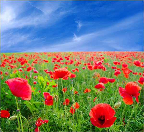 Телевизор Supra STV-lc32s750wl 32"