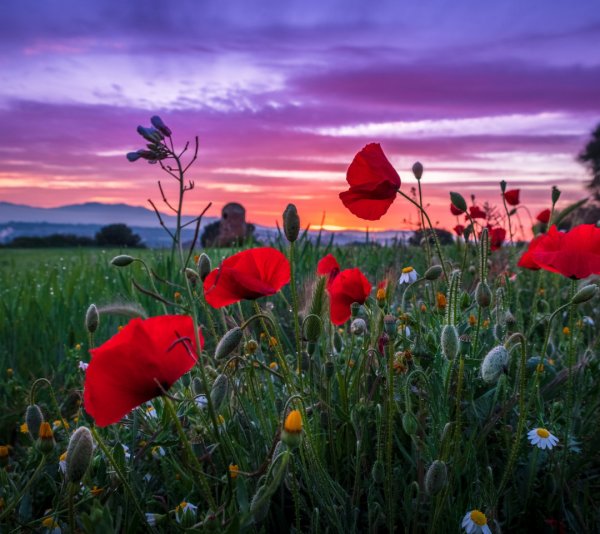 Поле цветов