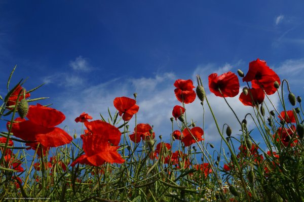 Поле с маками и ромашками