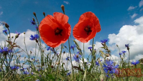 Небо и красные цветы