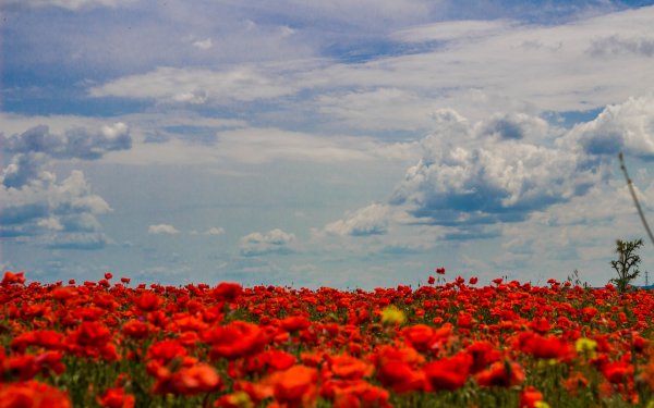 Лола кизгалдок поля