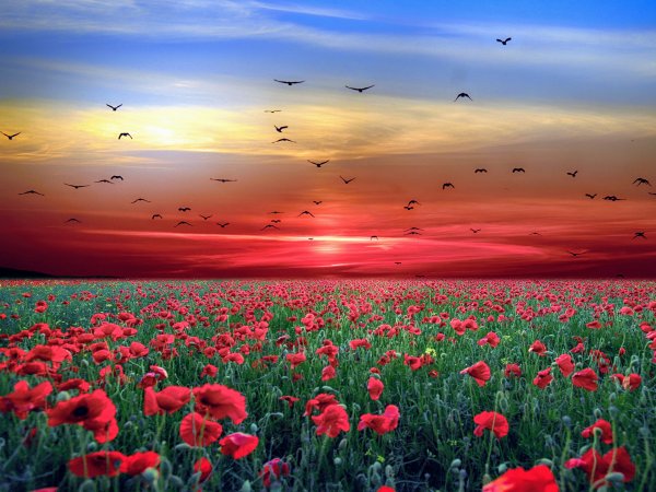 Маковое поле на закате